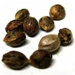 Семена марихуаны АК-47  (Seeds AK-47) в Талице